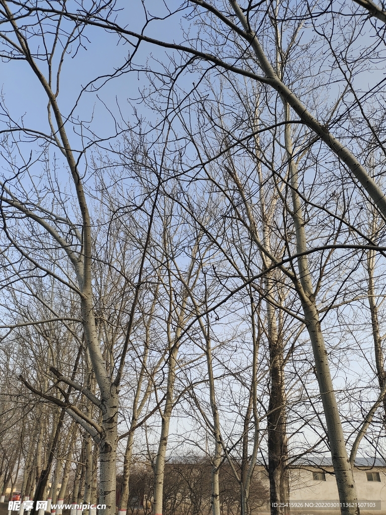 树