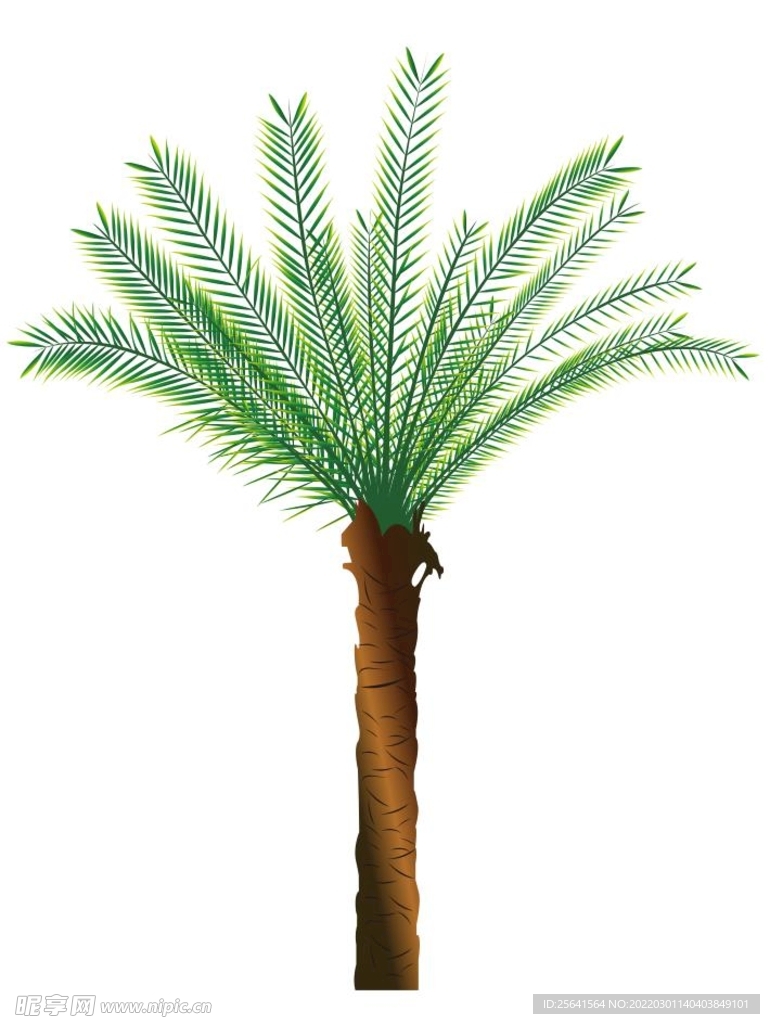棕榈树树木矢量图