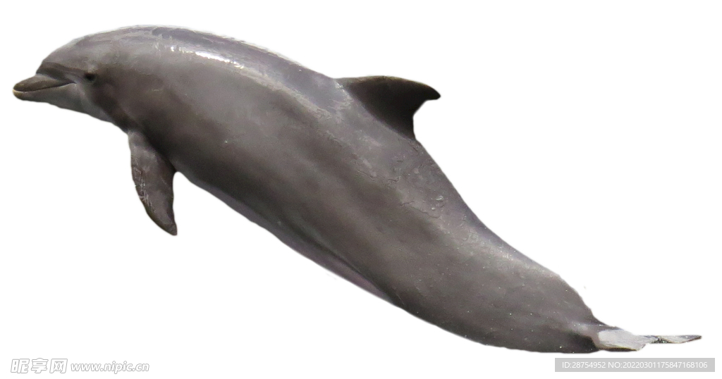 海豚