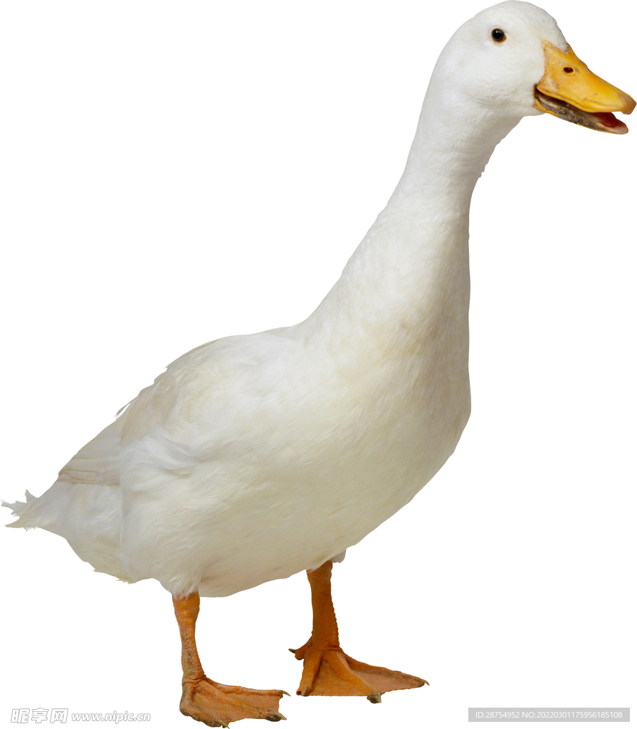 鸭子