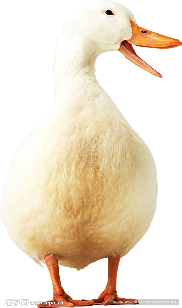 鸭子