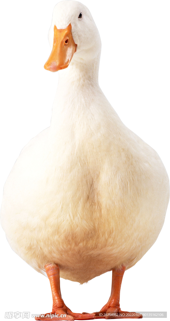 鸭子
