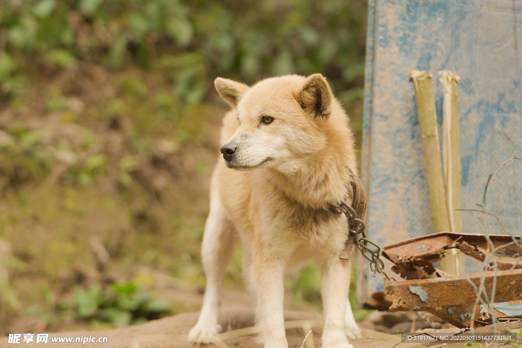 田园犬