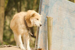 田园犬