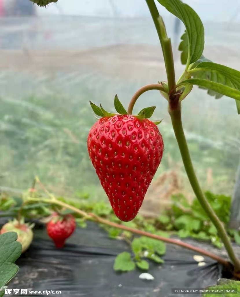 独钓草莓