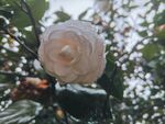 山茶花
