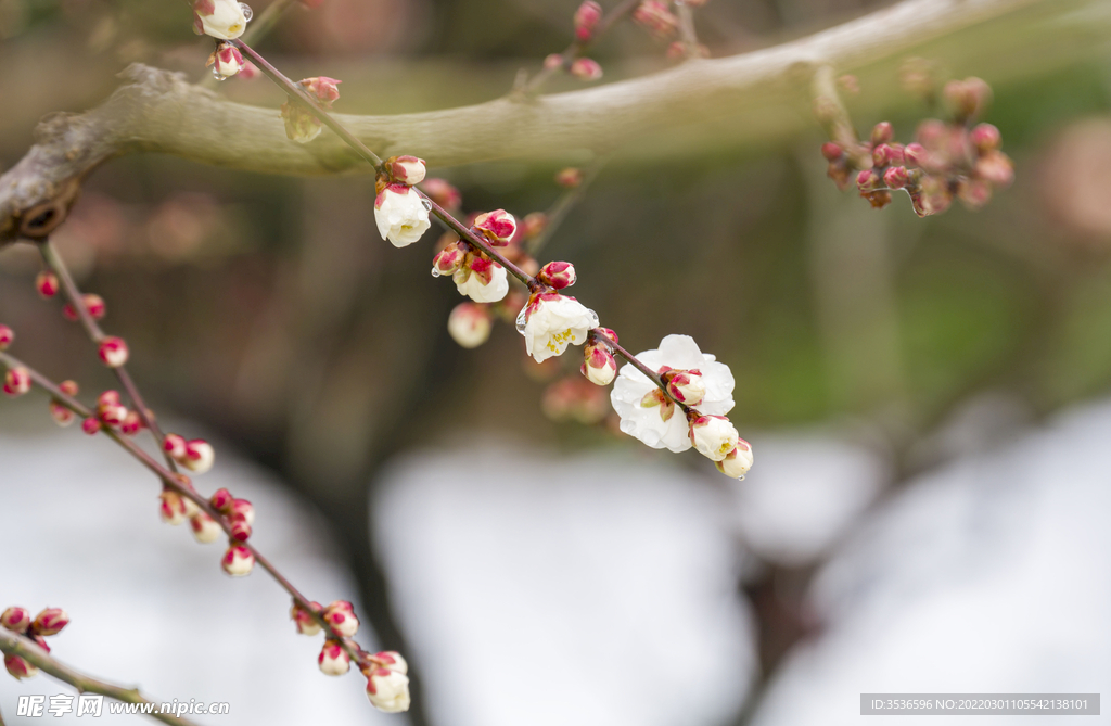 雪中白梅