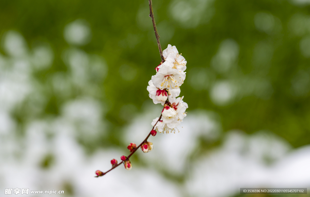 白梅花