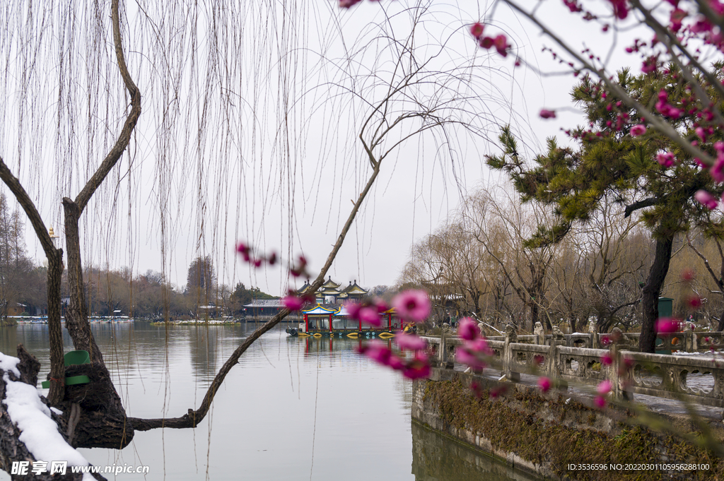 红梅花开时节扬州城美景