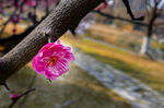 梅花 早春  赏花   红梅 