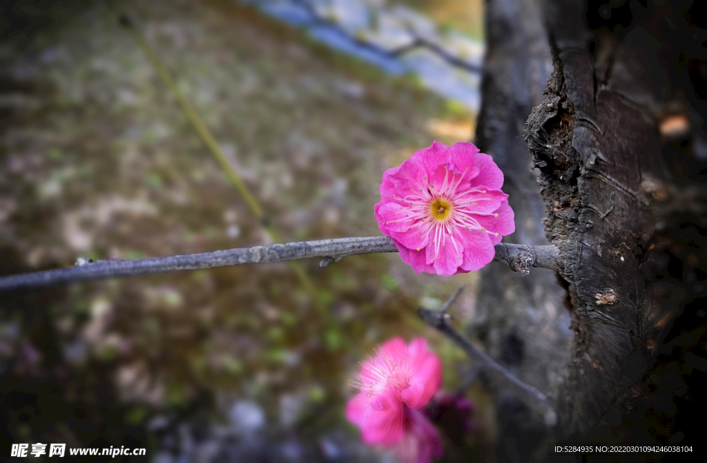 梅花 早春  赏花   红梅 