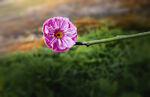 梅花 早春  赏花   红梅 