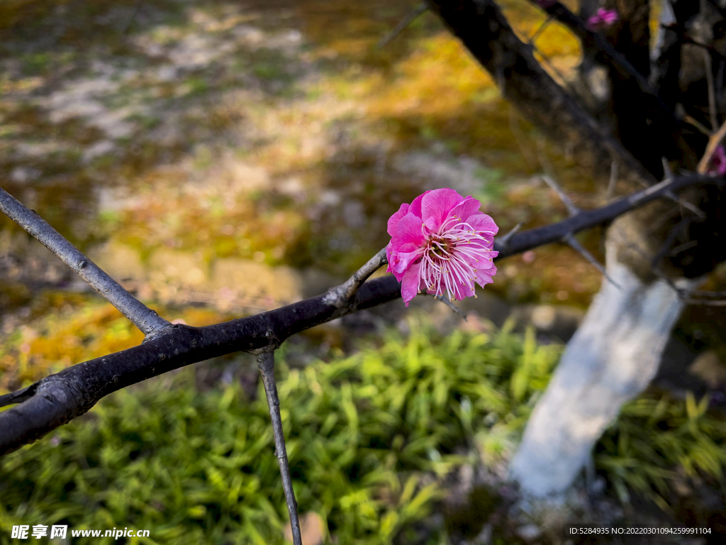 梅花 早春  赏花   红梅 