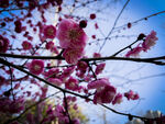 梅花 早春  赏花   红梅 