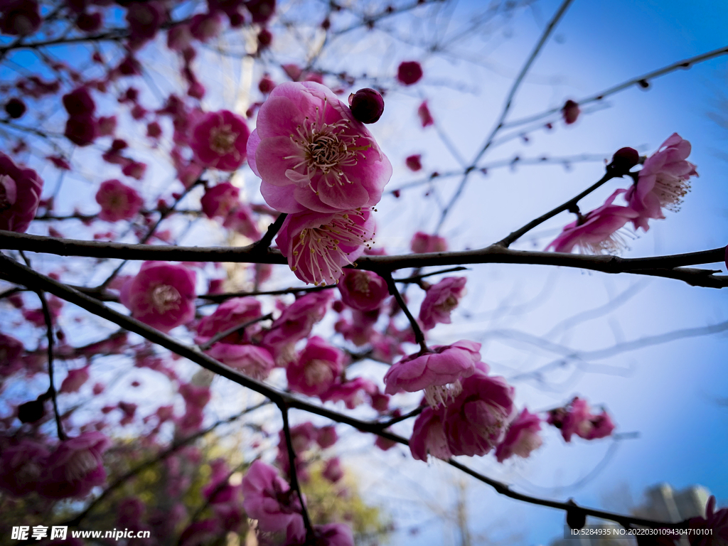 梅花 早春  赏花   红梅 