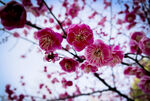梅花 早春  赏花   红梅 