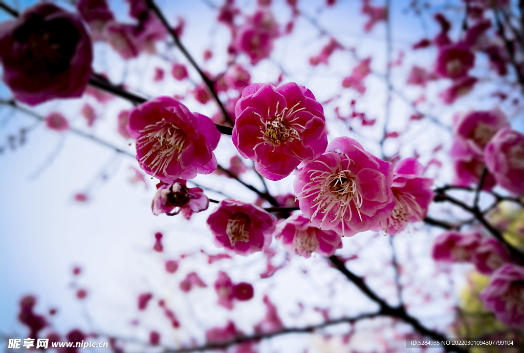 梅花 早春  赏花   红梅 