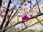 梅花 早春  赏花   红梅 