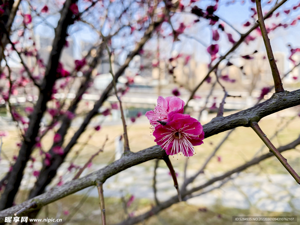 梅花 早春  赏花   红梅 