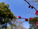 梅花 早春  赏花   红梅 