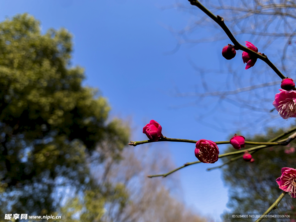 梅花 早春  赏花   红梅 