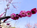 梅花 早春  赏花   红梅 