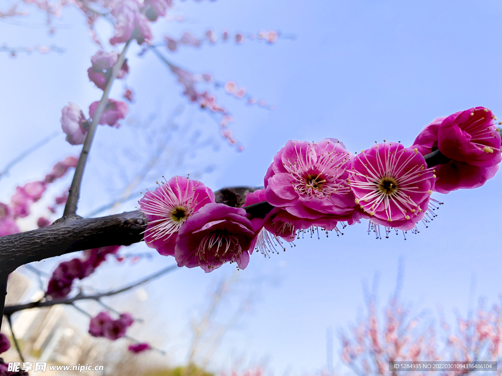 淡以明志_舜耕山梅花春来俏_淮南图片网