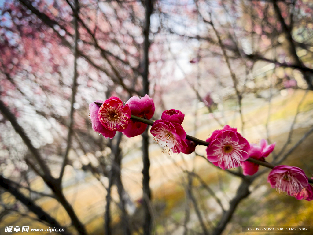 梅花 早春  赏花   红梅 