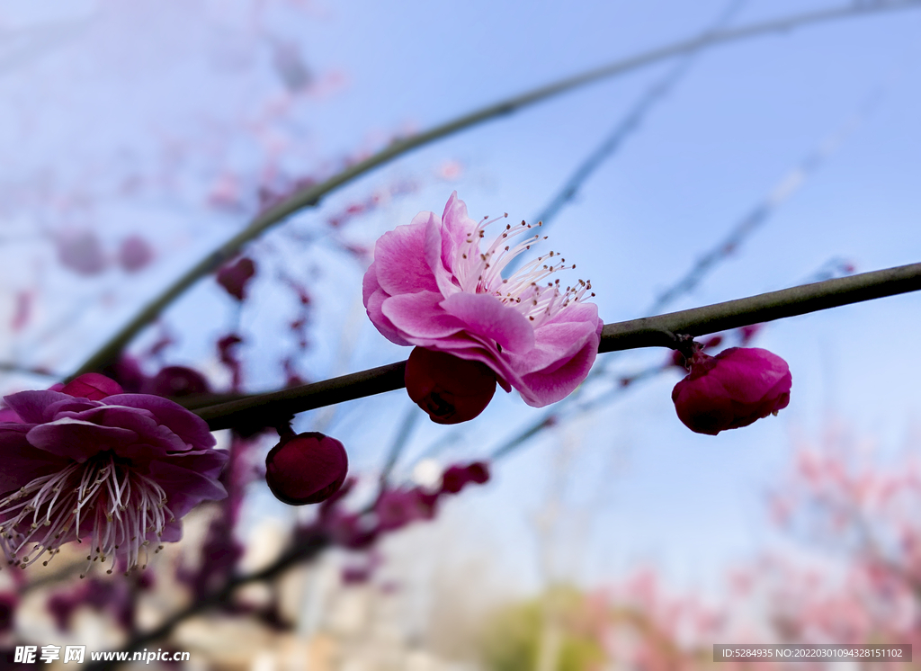 梅花 早春  赏花   红梅 