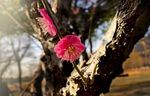 梅花 早春  赏花   红梅 