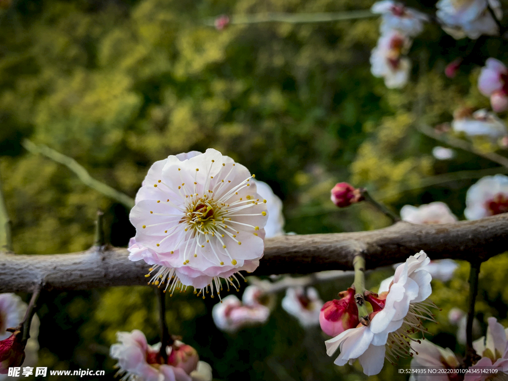 梅花 早春  赏花   白梅 