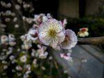 梅花 早春  赏花   白梅 