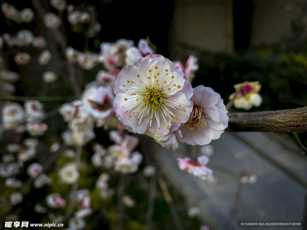 梅花 早春  赏花   白梅 