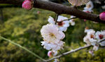 梅花 早春  赏花   白梅 