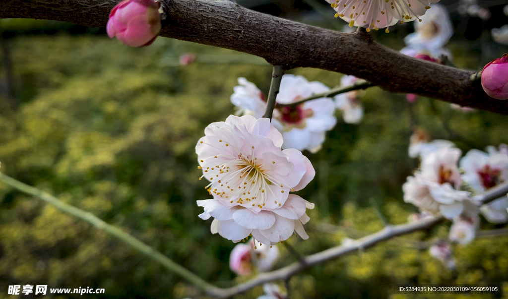 梅花 早春  赏花   白梅 