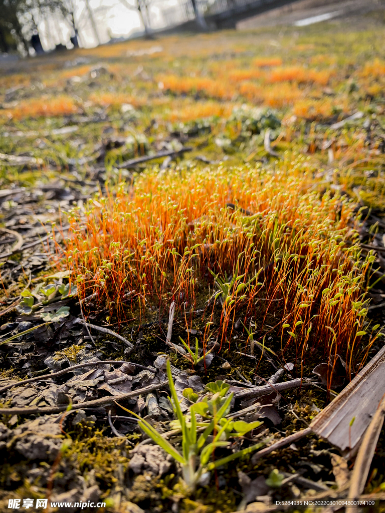   苔藓开花  