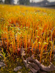 苔藓 
