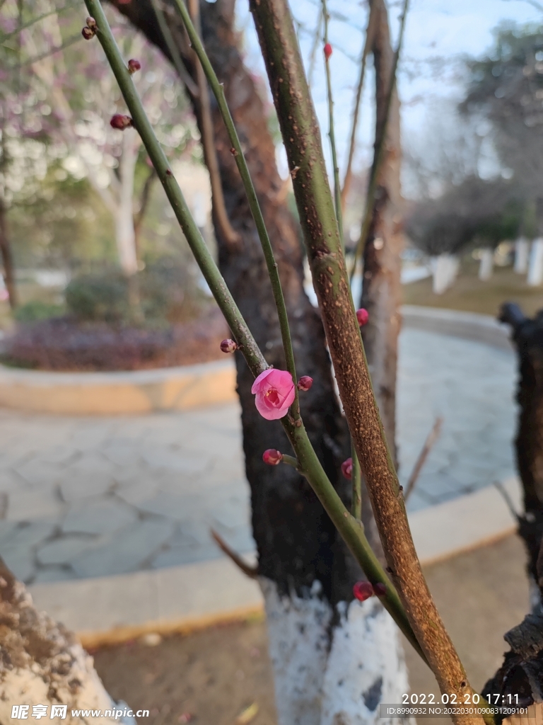 桃花
