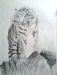 虎绘画