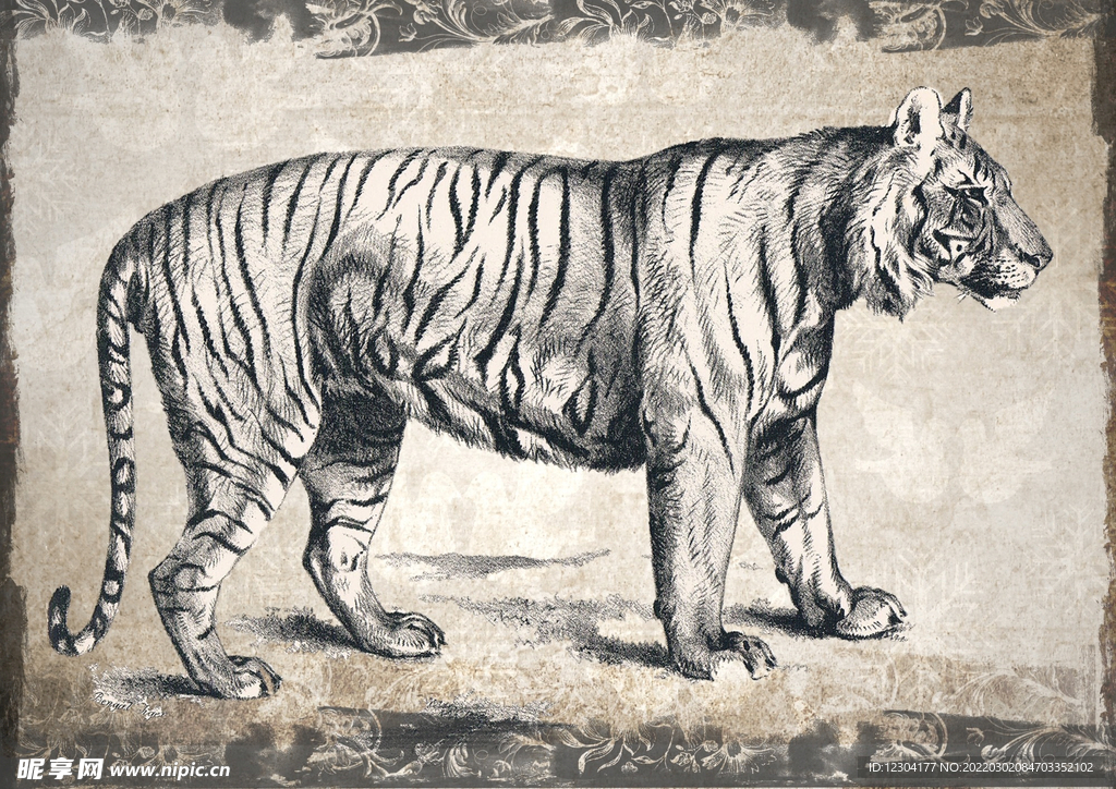 虎绘画 