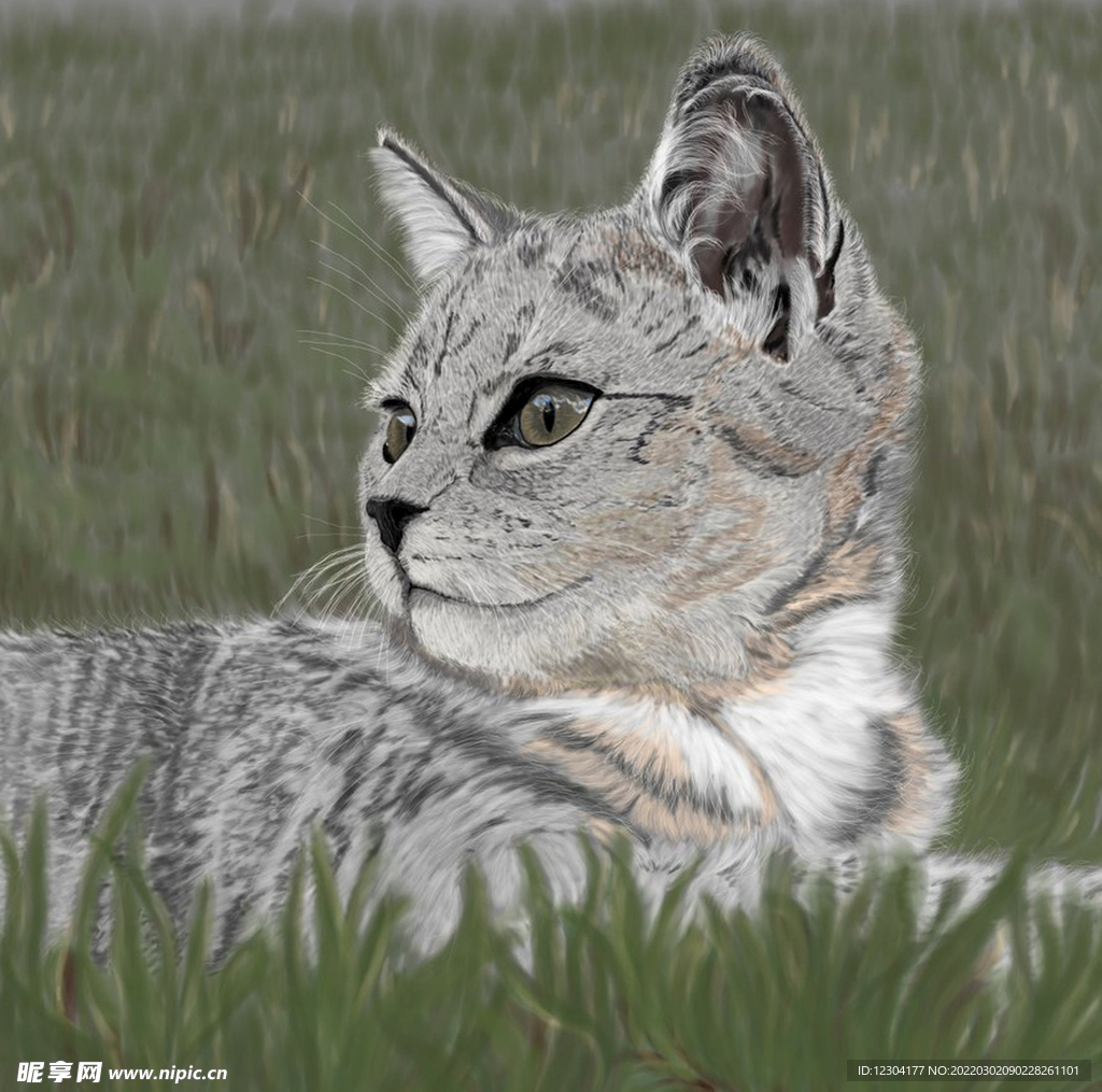 猫