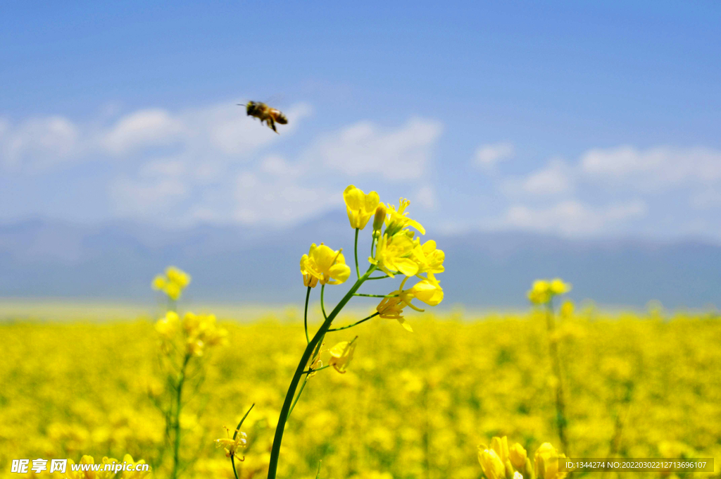 油菜花