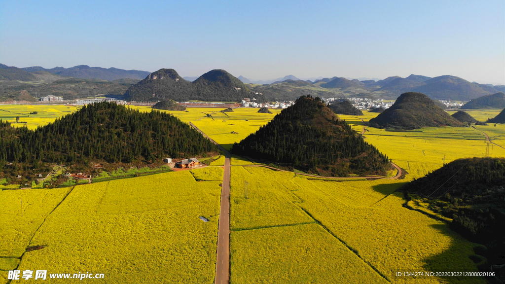 满山油菜花