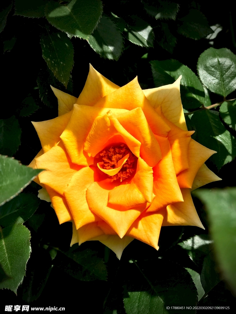 花卉