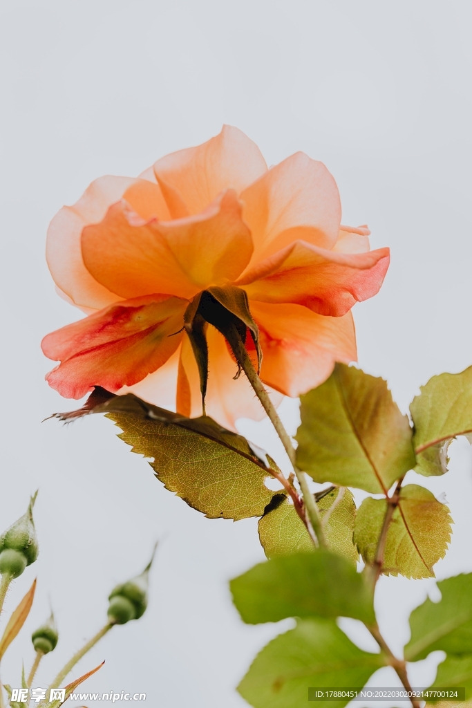 花卉