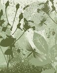 绿叶花