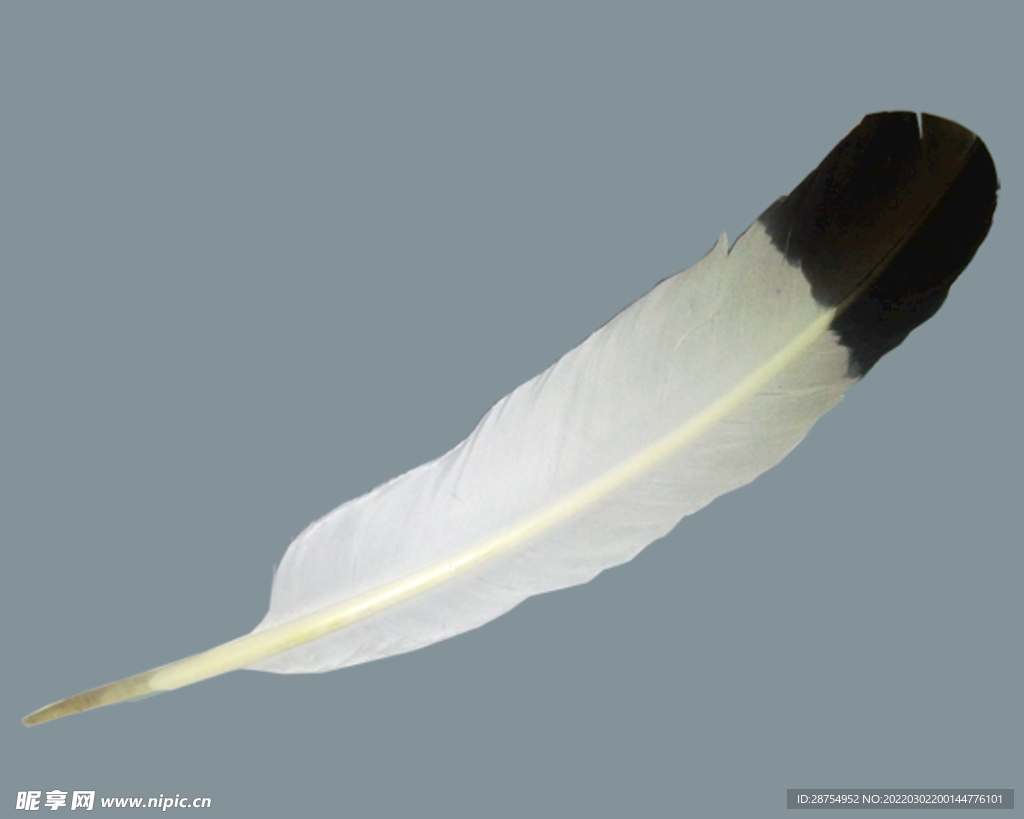 羽毛