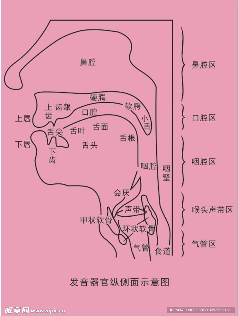 发音器官纵侧面示意图