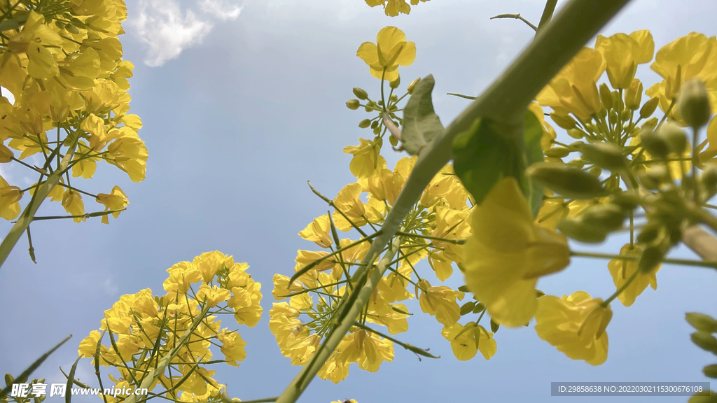 油菜花