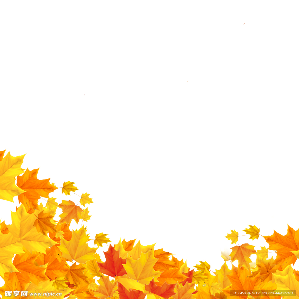 秋天枫叶背景图像